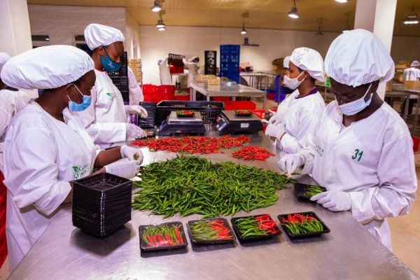 Mu minsi itanu ibikomoka ku buhinzi n’ubwororozi byinjirije u Rwanda arenga miliyari 12 Frw